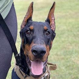 Doberman Pinschers from Loyal Hearts Farm / RK's Dobermans