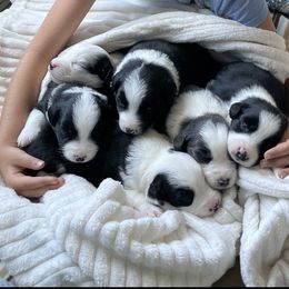 Australian Shepherd puppies from Lil' Blue Blessings
