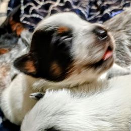 Australian Cattle Dog Puppies from Kurczak Farm LLC