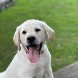 Labrador Retrievers from Royal Ridge Labs