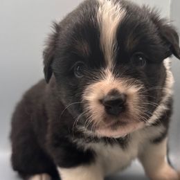 Xavier - Black tri-color male Australian Shepherd puppy in New Boston, New Hampshire from Painted Pup Australian Shepherds