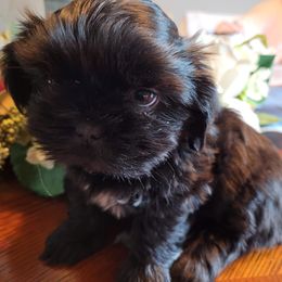 Max - Black Shih Tzu puppy in Clarksburg, West Virginia from 007 ShihTzu Acre