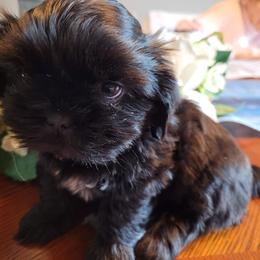 Max - Black Shih Tzu puppy in Clarksburg, West Virginia from 007 ShihTzu Acre