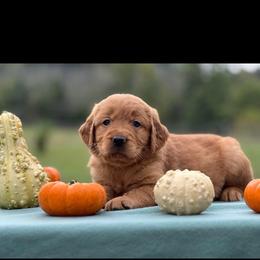 Golden Retriever puppies from Glimmer Goldens