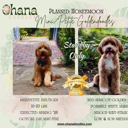 Goldendoodle puppies from Ohana Doodles