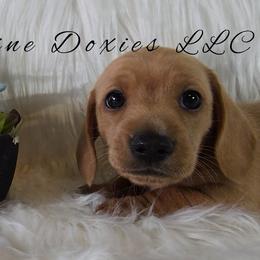 Bruno - Cream male Dachshund puppy in Kansas City, Missouri from Divine Doxies LLC