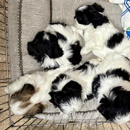 German Shepherd and Shih Tzu Puppies from Carlson Hill Farm