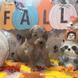 Latte - Apricot male Goldendoodle puppy in Warren, Michigan from Annette Patterson