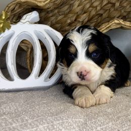 Boy 1 - Tri-color male Bernedoodle puppy in Russiaville, Indiana from Pleasant Creek Minibernedoodles