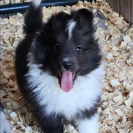 Shelby - Black and white female Shetland Sheepdog puppy in Weedsport, New York from M&M Shelties and Smooch-A-Bulls English Bulldogs
