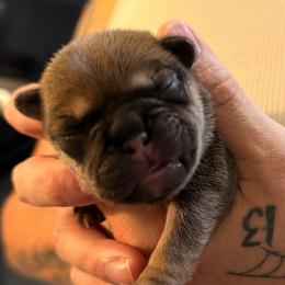 TBD - Fawn male French Bulldog puppy in Spanaway, Washington from Frog Faced Frenchies