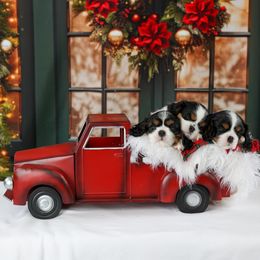 Cavalier King Charles Spaniel Puppies from Royalheart Cavalier King Charles