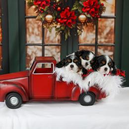 Cavalier King Charles Spaniel Puppies from Royalheart Cavalier King Charles