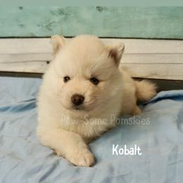 Kobalt - White female Pomsky puppy in Krum, Texas from Paw-Some Pomskies