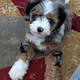 Bernedoodle Puppies from Land of Oz Doodles