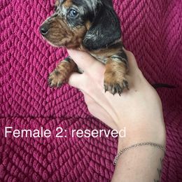 Dachshund Puppies from Sunshine’s Dachshunds