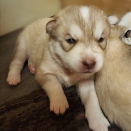 Boy 2 - Red and white male Siberian Husky puppy in Madison, Georgia from Thornbury Kennel
