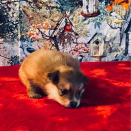 Harper 1550 - Tri-colored female Pomeranian puppy in Douglas, Georgia from Heartland small breeds