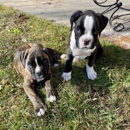 Boxers from Reed Boxers on Da Bayou