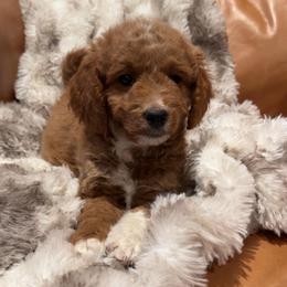Koda - Red  male Goldendoodle puppy in Sacramento, California from Little legacy doodles