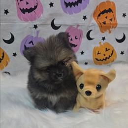 Bashful - Wolf sable male Pomeranian puppy in Fresno, California from Pomi Mami Pomeranians