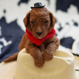 Goldendoodle Puppies from Griffin TX Doodles