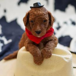Goldendoodle Puppies from Griffin TX Doodles