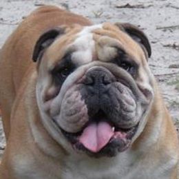 Bulldogs from Bulldogs of English
