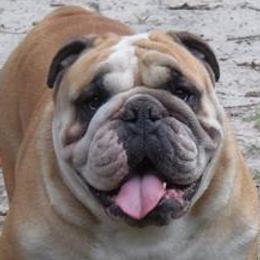 Bulldogs from Bulldogs of English