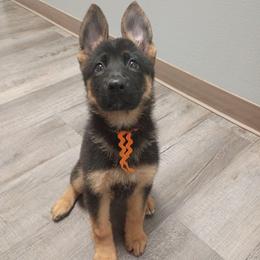 Skipper - Black and tan female German Shepherd puppy in Grants Pass, Oregon from Granville German Shepherds