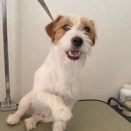 Johnny  - Russell Terrier
