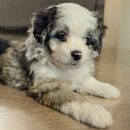 Australian Mountain Doodle, Bernedoodle, Companion Cross, and Shihpoo Puppies from Perfect Companion Puppies