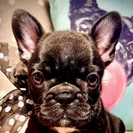 French Bulldogs from Tra La French Bulldogs