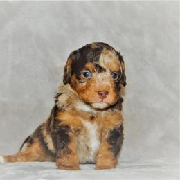 Aussiedoodle Puppies from Steindoodles
