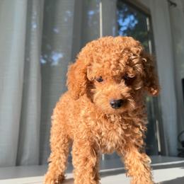 Eddie - Apricot male Poodle puppy in Chattanooga, Tennessee from Joyfull Pals