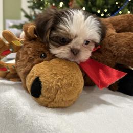Chloe - Liver and white female Shih Tzu puppy in Huntsville, Alabama from Sunnybrook Shih Tzu