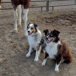 Australian Shepherds from Arrow V Aussies