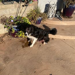 Angel - Border Collie