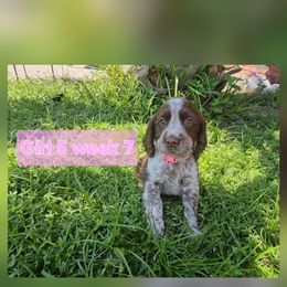 Girl 5 - Tri-Roan female English Springer Spaniel puppy in Lakeland, Georgia from A&N Hobby Farm