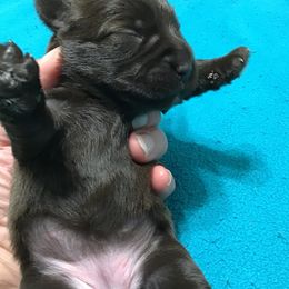 Miniature Schnauzer Puppies from Pamela Aumueller