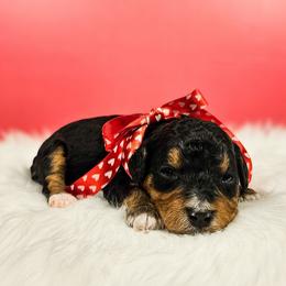 Aurora - Tri-color female Bernedoodle puppy in Russell Springs, Kentucky from 270 Doodles