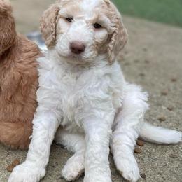 George - Cream male Goldendoodle puppy in Stafford, Virginia from Morris Doodles Virginia