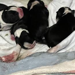 Male triangle - Black and white Boston Terrier puppy in Pickens, South Carolina from Parker Rosa Boston Terrier’s