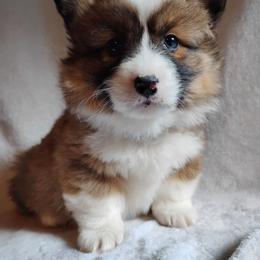 Fluffy Blue Collar - Sable male Pembroke Welsh Corgi puppy in Yelm, Washington from Tolbolton Creek Corgis