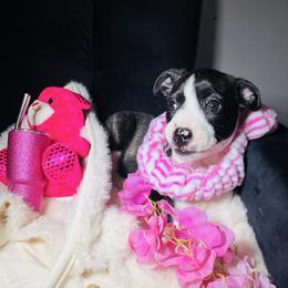 Girl 2 - Black brindle and white female Boston Terrier puppy in London, Kentucky from Puppy Love
