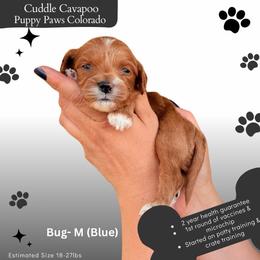 Lady Bug - Red male Cavapoo puppy in Fort Lupton, Colorado from Puppy Paws Colorado