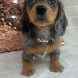 Dachshund Puppies from Chilidog Dachshunds