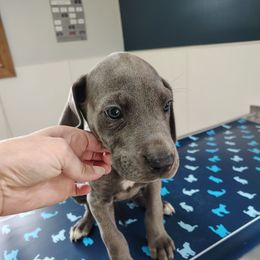 Rosie - Blue female Great Dane puppy in Marshall, Michigan from Dream K9
