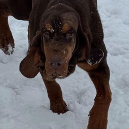 Jazz - Liver and tan female Bloodhound puppy in Conway, Missouri from Ozark Mountain Kennel