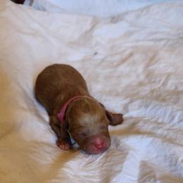 Abigail - Red  female Poodle puppy in San Tan Valley, Arizona from Desert Storm Poodles